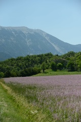 Purple Field with Mont Ventoux2